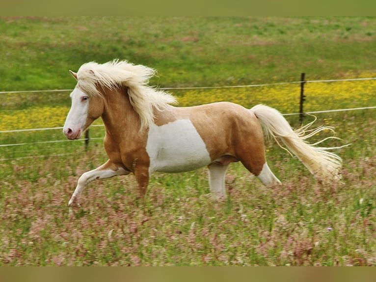 Caballos islandeses Semental Potro (05/2026) 140 cm White/Blanco in Saarland
