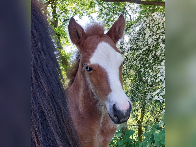 Caballos islandeses Semental  141 cm Castaño in Saarland