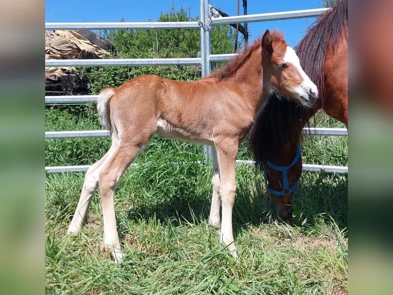 Caballos islandeses Semental  141 cm Castaño in Saarland