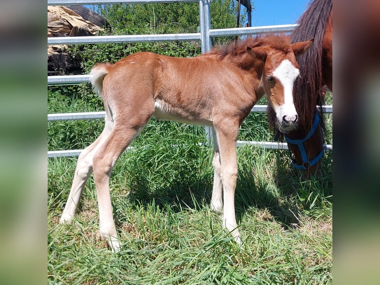 Caballos islandeses Semental  141 cm Castaño in Saarland