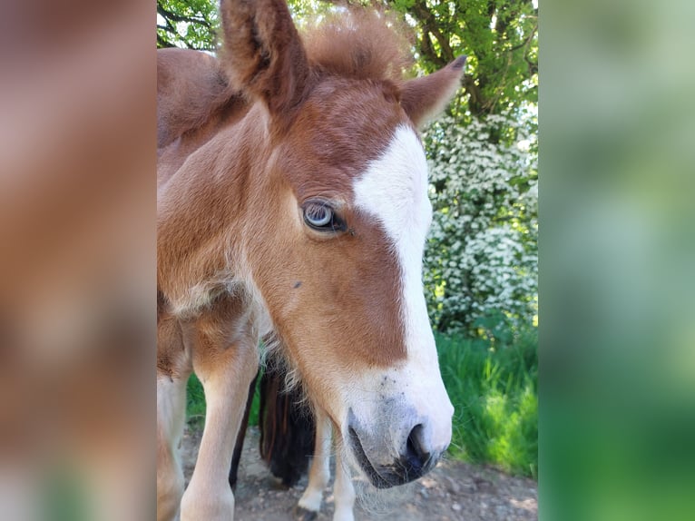 Caballos islandeses Semental  141 cm Castaño in Saarland