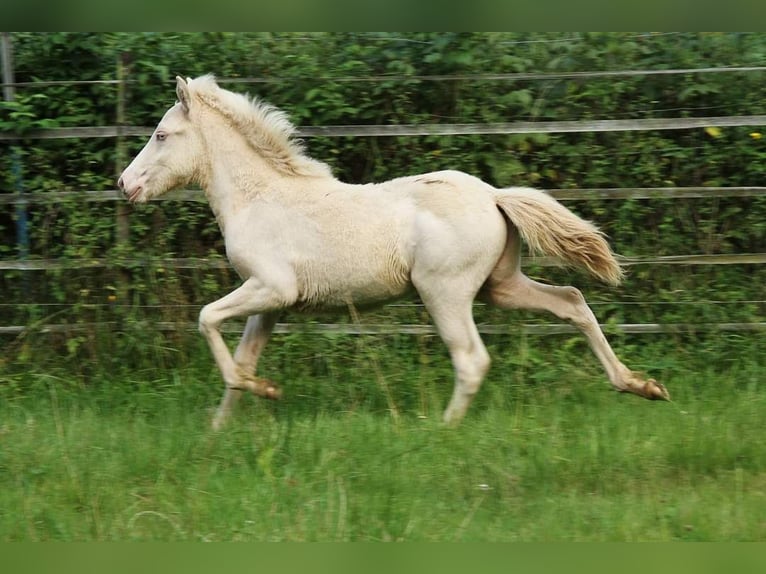 Caballos islandeses Semental Potro (05/2024) 142 cm Perlino in Saarland