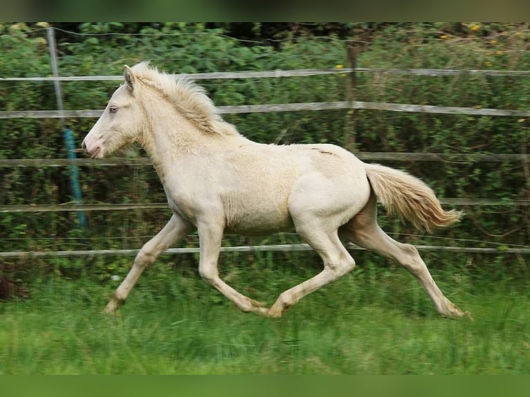 Caballos islandeses Semental Potro (05/2024) 142 cm Perlino in Saarland