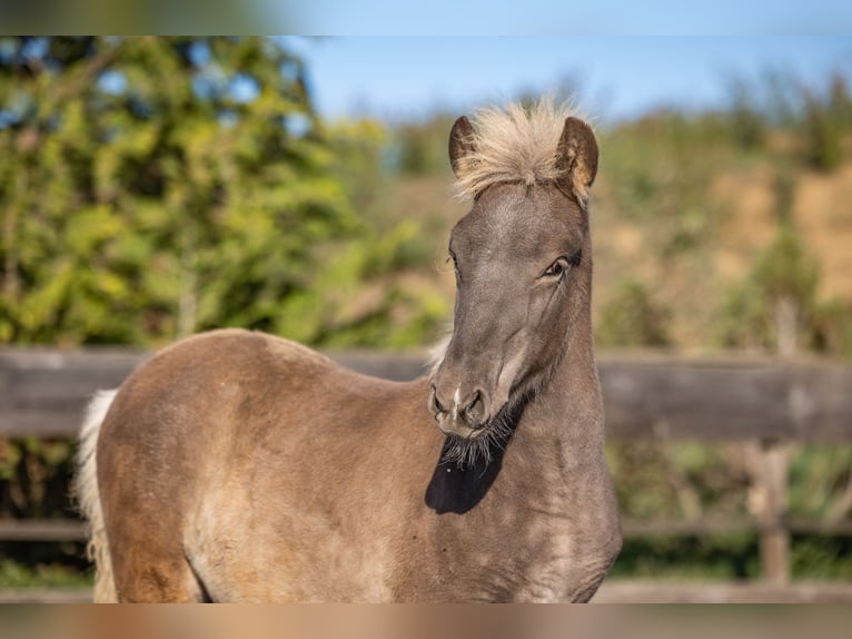 Caballos islandeses Semental Potro (01/2026) 143 cm  in Aichtal