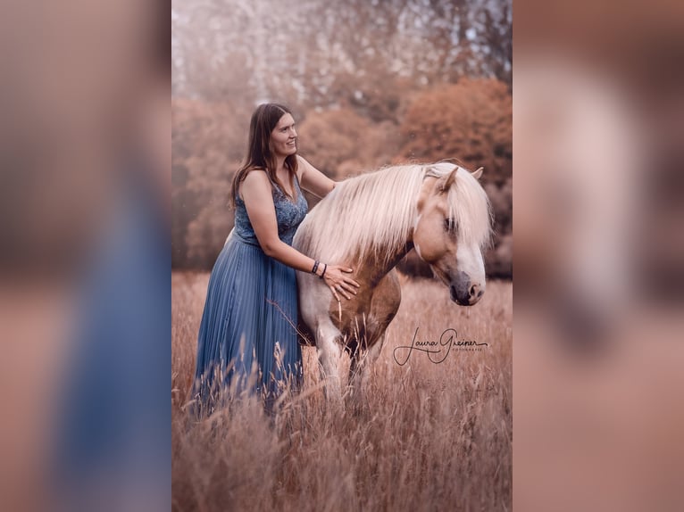 Caballos islandeses Semental  144 cm Pío in Freren
