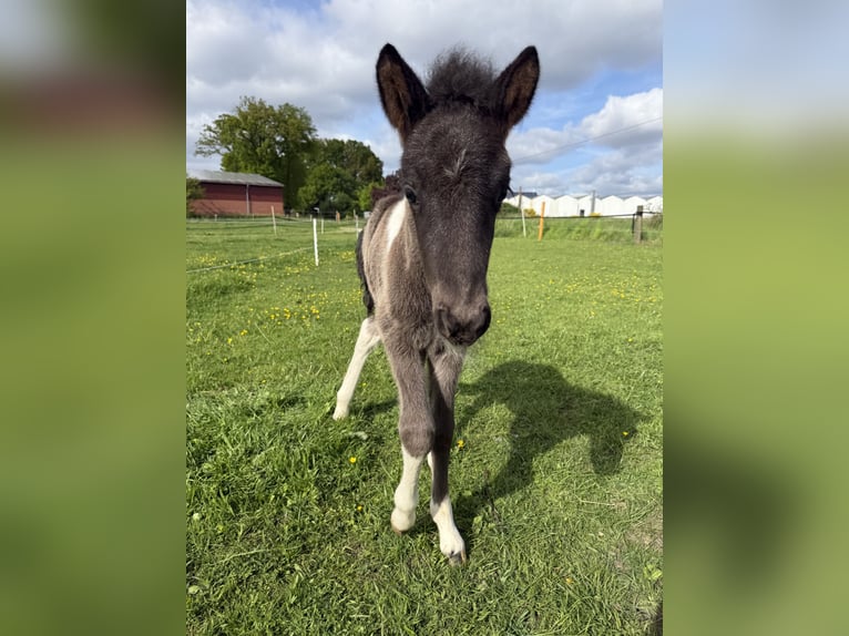 Caballos islandeses Semental  144 cm Pío in Freren