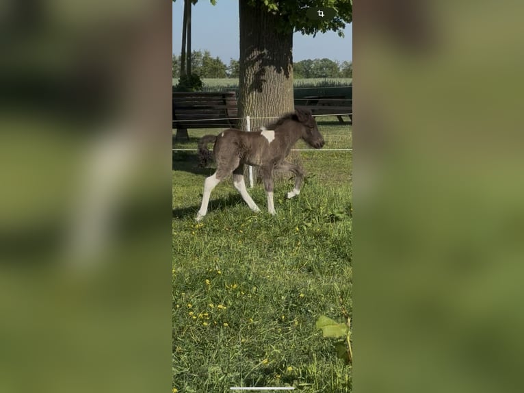 Caballos islandeses Semental  144 cm Pío in Freren