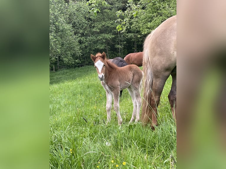 Caballos islandeses Semental  145 cm Alazán in Abtsgmünd