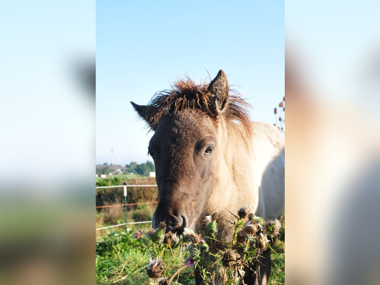 Caballos islandeses Semental Potro (05/2024) 145 cm Bayo in Denklingen