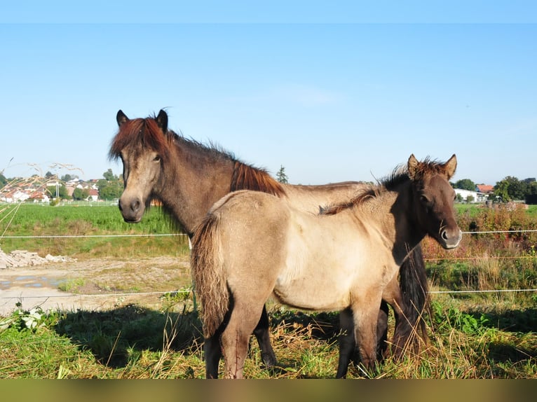 Caballos islandeses Semental Potro (05/2024) 145 cm Bayo in Denklingen