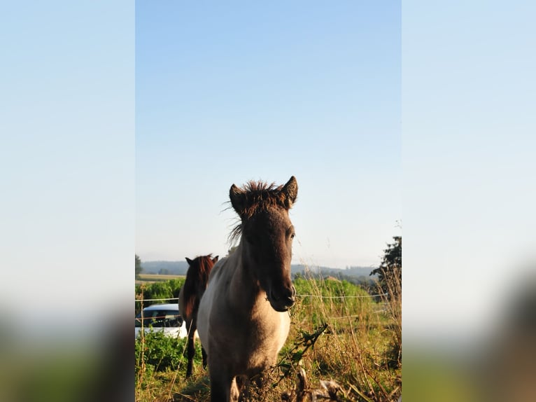 Caballos islandeses Semental Potro (05/2024) 145 cm Bayo in Denklingen