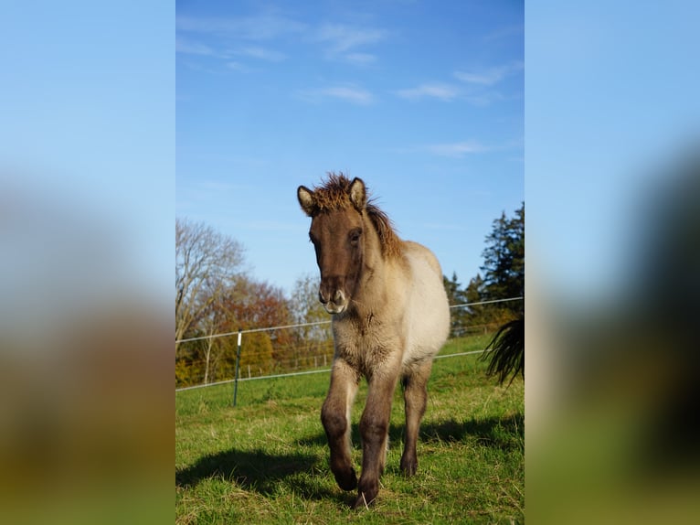 Caballos islandeses Semental Potro (05/2024) 145 cm Bayo in Denklingen