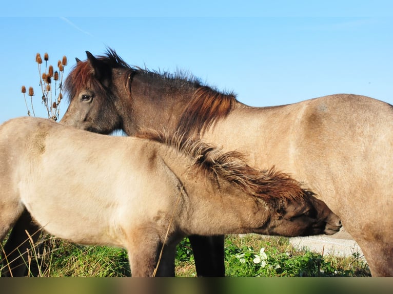 Caballos islandeses Semental Potro (05/2024) 145 cm Bayo in Denklingen