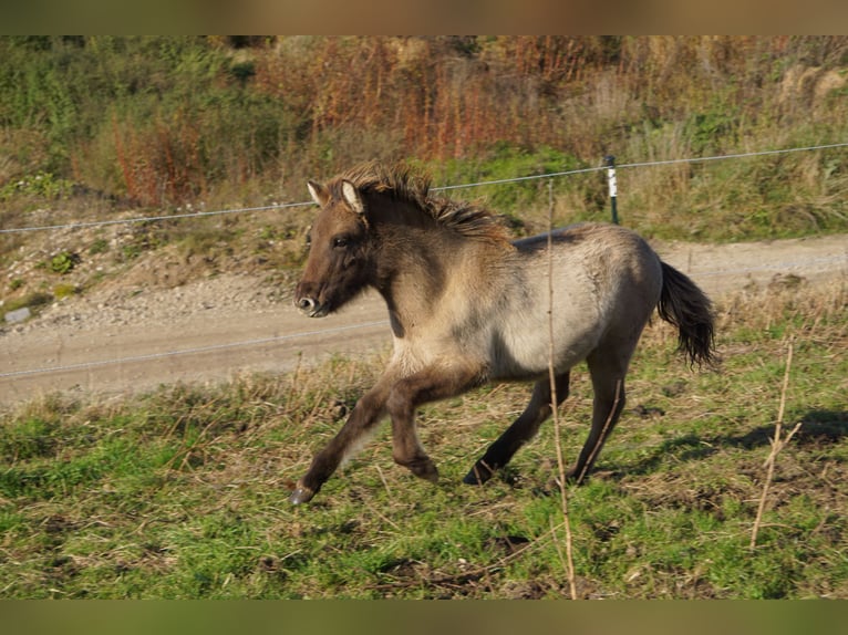 Caballos islandeses Semental Potro (05/2024) 145 cm Bayo in Denklingen