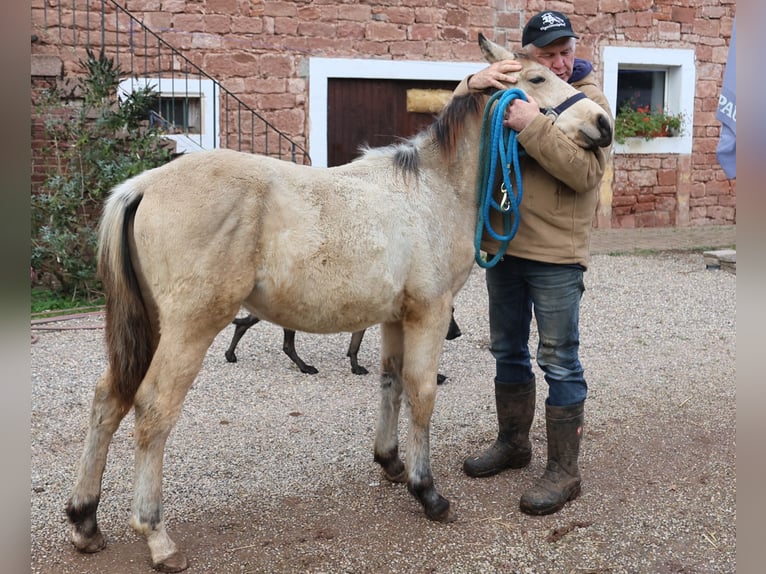 Caballos islandeses Semental Potro (04/2024) 156 cm Buckskin/Bayo in Eußerthal