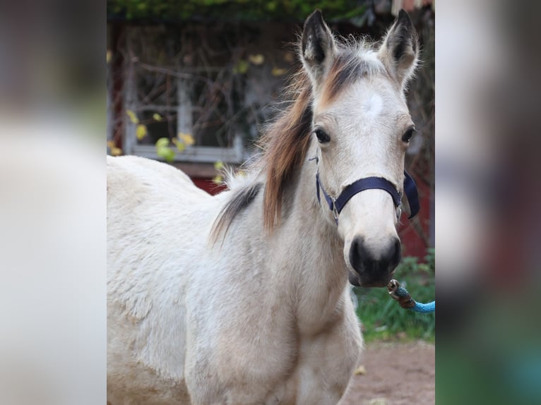 Caballos islandeses Semental Potro (04/2024) 156 cm Buckskin/Bayo in Eußerthal