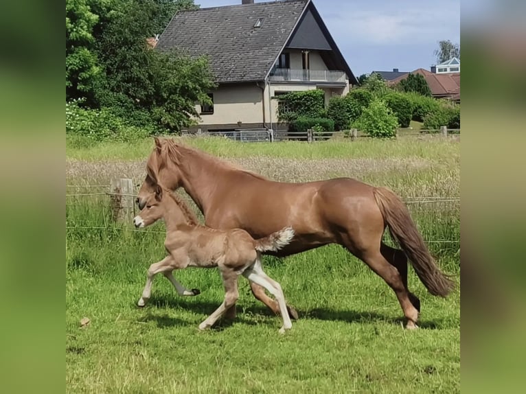 Caballos islandeses Semental Potro (05/2024) Alazán in Hermannsburg