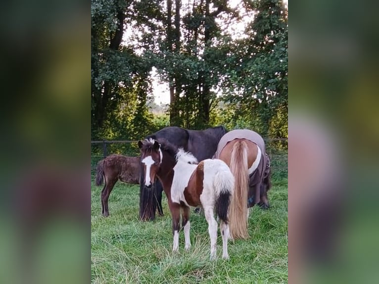 Caballos islandeses Semental Potro (06/2024) in Lingen