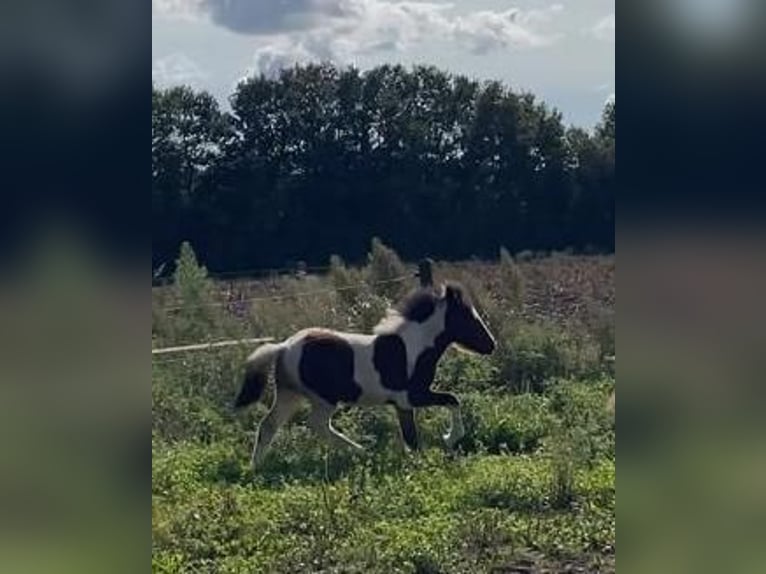 Caballos islandeses Semental Potro (06/2024) in Lingen