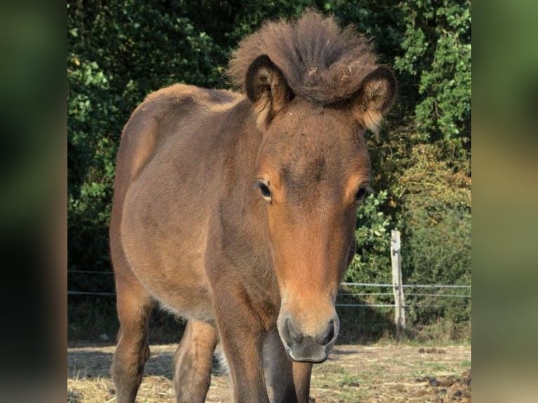 Caballos islandeses Semental Potro (06/2026) Castaño in Neustadt am Rübenberge