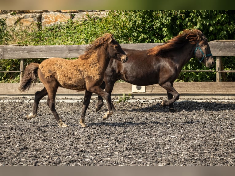 Caballos islandeses Semental Potro (06/2024) Negro in Aichtal