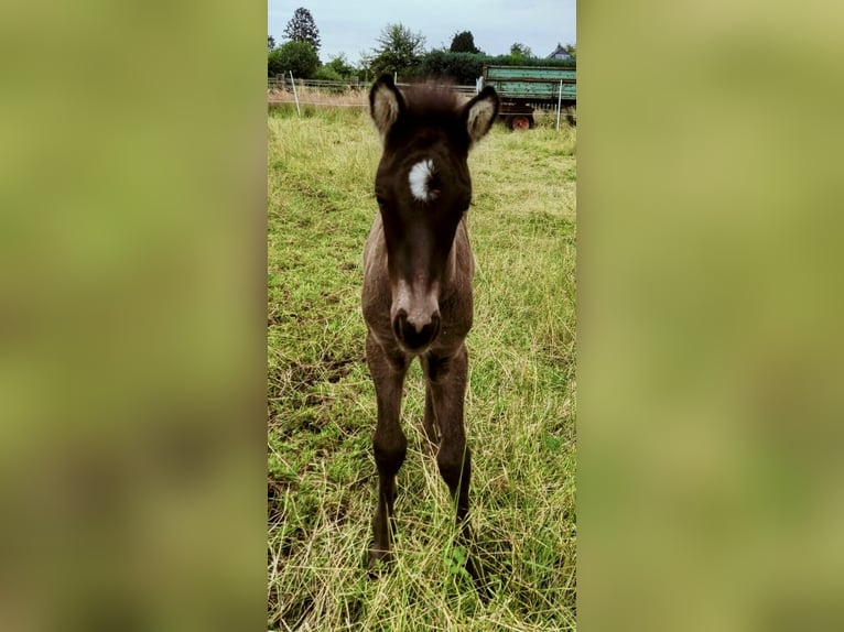 Caballos islandeses Semental Potro (06/2024) Negro in Hermannsburg