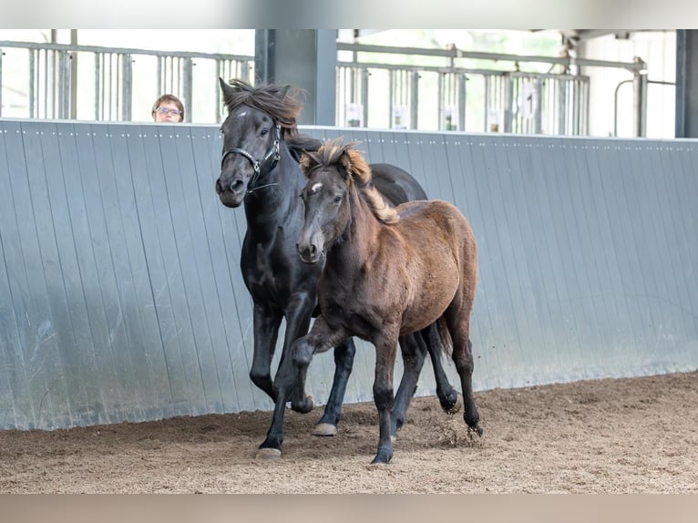 Caballos islandeses Semental Potro (03/2026) Negro in Horst
