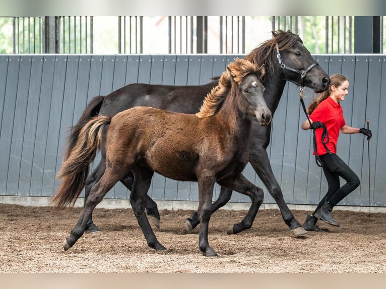Caballos islandeses Semental Potro (03/2026) Negro in Horst