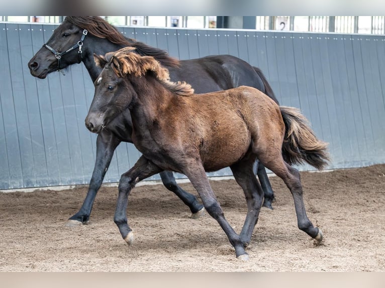 Caballos islandeses Semental Potro (03/2026) Negro in Horst