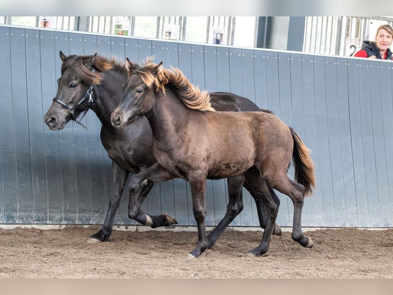 Caballos islandeses Semental Potro (01/2026) Negro in Horst