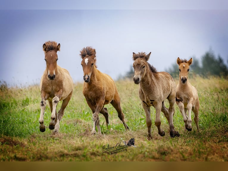 Caballos islandeses Semental  Negro in Wadern