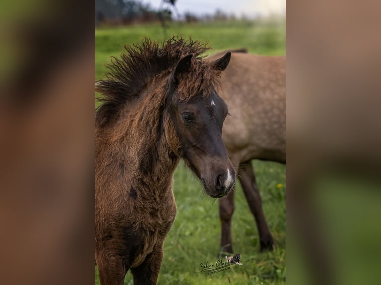 Caballos islandeses Semental  Negro in Wadern