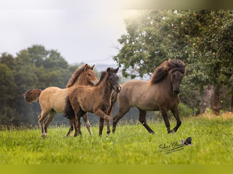 Caballos islandeses Semental  Negro in Wadern