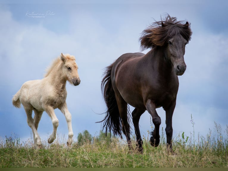 Caballos islandeses Semental  Negro in Wadern