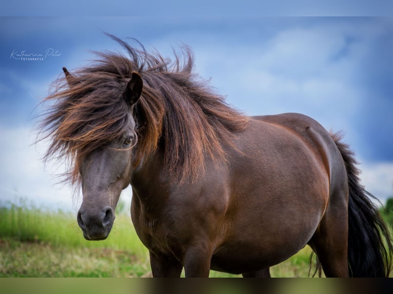 Caballos islandeses Semental  Negro in Wadern