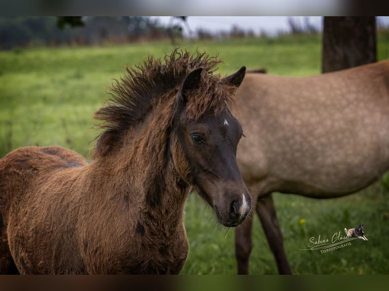 Caballos islandeses Semental  Negro in Wadern