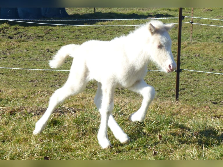 Caballos islandeses Semental Potro (01/2026) Perlino in Markt Wald