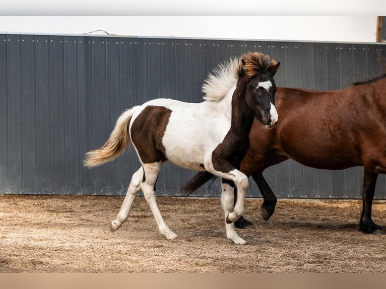Caballos islandeses Semental Potro (03/2026) Pío in Horst