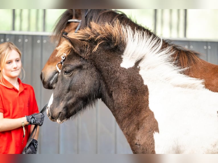 Caballos islandeses Semental Potro (03/2026) Pío in Horst