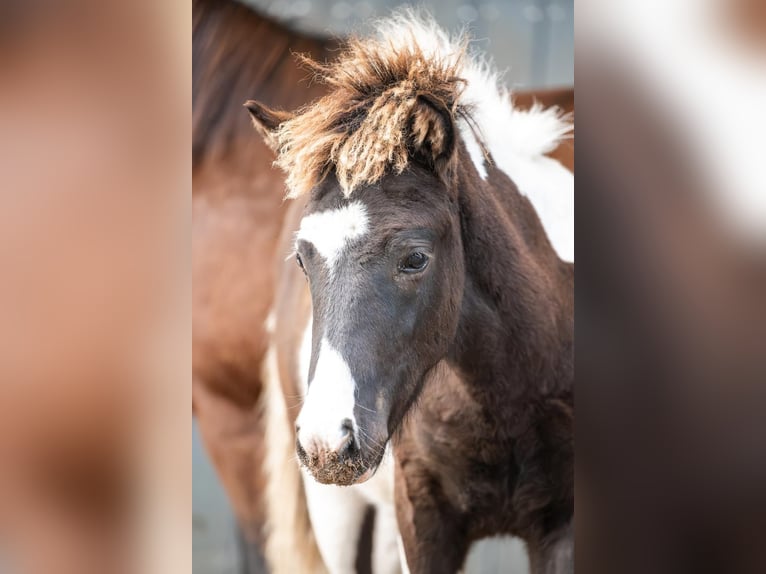 Caballos islandeses Semental Potro (03/2026) Pío in Horst
