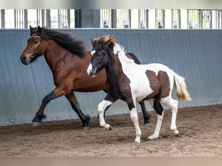 Caballos islandeses Semental Potro (03/2026) Pío in Horst