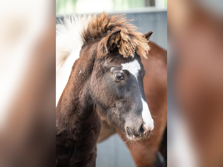 Caballos islandeses Semental Potro (03/2026) Pío in Horst
