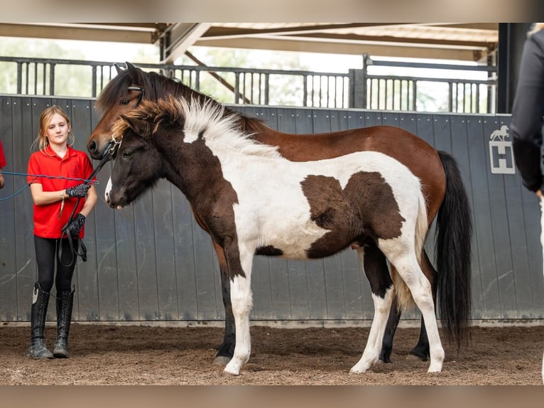 Caballos islandeses Semental Potro (03/2026) Pío in Horst