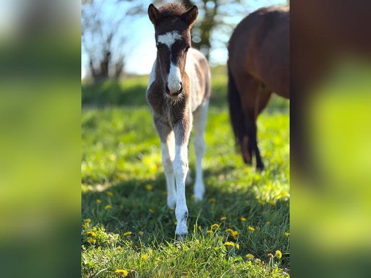 Caballos islandeses Semental Potro (03/2026) Pío in Horst