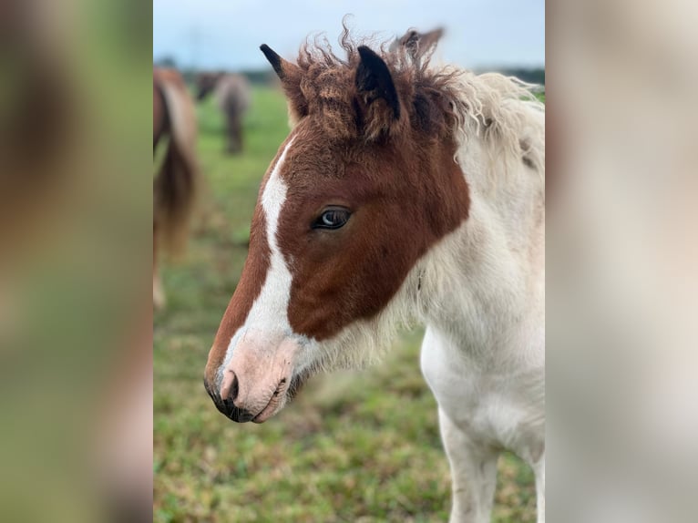 Caballos islandeses Semental Potro (05/2025) Pío in Friedberg