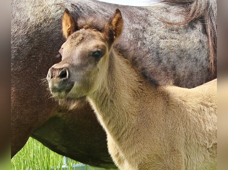 Caballos islandeses Semental Potro (04/2026) Ruano azulado in Saarland