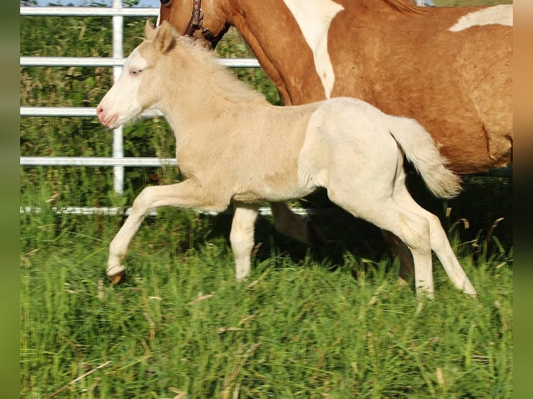Caballos islandeses Semental Potro (05/2026) White/Blanco in Saarland