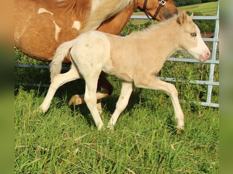 Caballos islandeses Semental Potro (05/2026) White/Blanco in Saarland