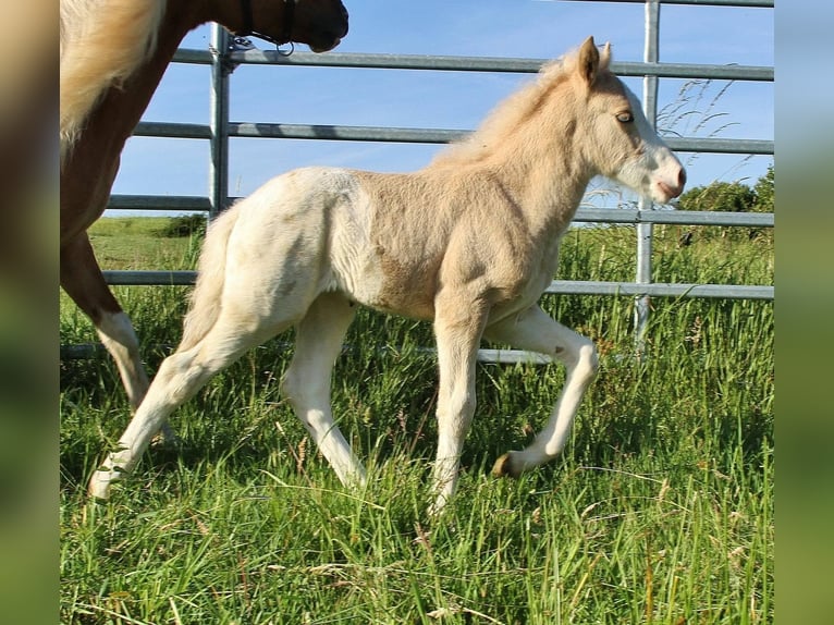 Caballos islandeses Semental Potro (05/2026) White/Blanco in Saarland
