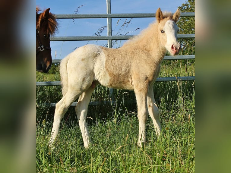 Caballos islandeses Semental Potro (05/2026) White/Blanco in Saarland